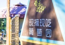 会员日福利 | 春天里的仪式感,认养一株专属葡萄藤