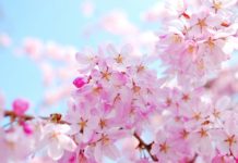 苏州香格里拉大酒店推出春季优享特供