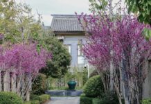 你好,春天,丽江金林温德姆赏春指南