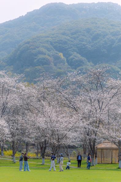 /Users/xhxjwlia/Downloads/照片/2026.03.25樱花拍摄/二次精修/IMG_8429.JPGIMG_8429